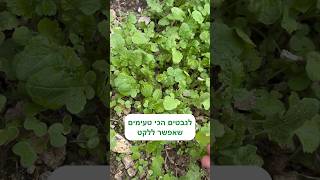 מה הופך את הנבטים האלה להיות הנבטים הכי טעימים שיש? (ליקוט נבטי חרדל לבן)