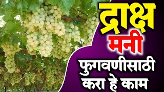 द्राक्ष मण्याची साईज वाढवण्यासाठी फवारणी | grapes farming | द्राक्ष बागेची माहिती | nashik grapes