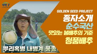 [Golden Seed Project] GSP Korean Seed_맛있는 봄배추의 기준, 청품배추