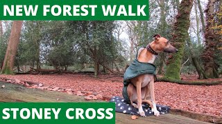 NEW FOREST WALK at STONEY CROSS \u0026 OCKNELL INCLOSURE (NEW FOREST NATIONAL PARK) [4K]