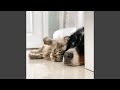 Calming Lofi Pet Harmony