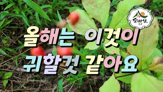 산삼열매가훙작 산양삼열매  딸  산양산삼열매 산림 임업 농업경영체 임업경영체 귀농귀촌정보 임업후계자 6차산업 경북농민사관학교 산삼재배 산삼주  임업직불금 그루경영체 창업 임산물