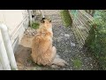 意外な場所から出迎えする尻尾モフモフな犬のムーちゃん