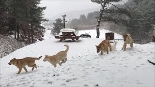 우리개이야기 - 때론 진돗개가 사람을 살게 만듭니다 , 근도와 뽀뽀 마무리편