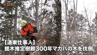 【道東仕事人】銘木樹齢約300年のマカバをアーボリスト®︎が伐採