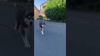 허스키는 과연 밖에서 주인을 알아볼까? /Siberian Husky #shorts