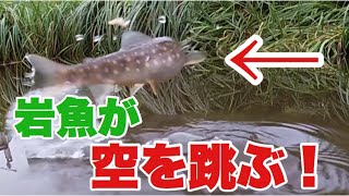 家の池で岩魚と山女魚の捕食を観察したら・・・夏の渓流魚の捕食！