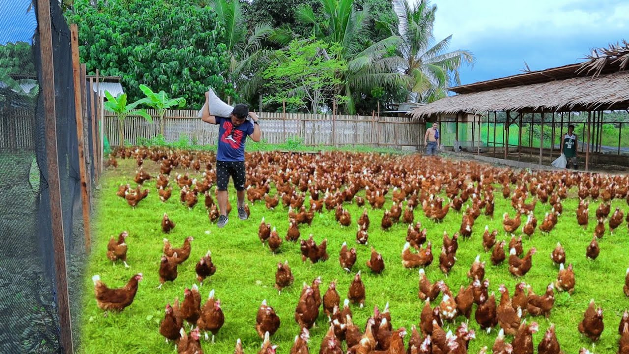 Free-range Chicken Farming ( Episode 59)│Harvesting Hundreds Of Eggs ...