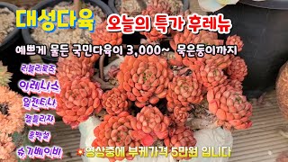 물듬이 남다른 국민 다육이부터 3,000 ~ 묵은둥이까지 💥원본 그대로 올려드려요 선택하시는데 착오 없으시기 바랍니다