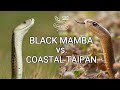 Black mamba vs. Coastal taipan - Battle of the deadly snakes