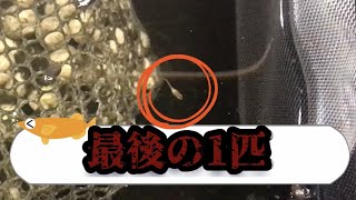 [メダカ　稚魚]最後の一匹