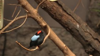 Bunte Exoten im Vogelhaus