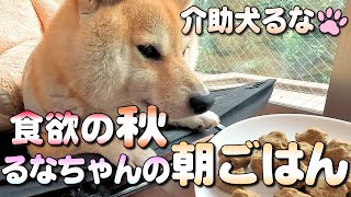 【柴犬介助犬】食欲の秋！ごはんが美味しいね！［柴犬介助犬るな］