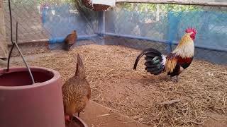 78 Gambar Ayam Hutan Jalak Terbaik 78 Gambar Ayam Hutan Jalak Terbaik