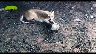 قطة تدافع عن صغيرها بشراسة very angry cat