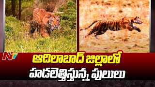 ఆదిలాబాద్ జిల్లాలో హడలెత్తిస్తున్న పులులు | Adilabad | Ntv