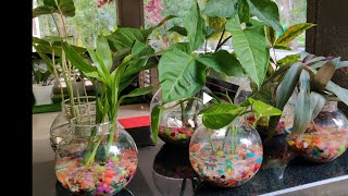 How to make indoor water plants/അകത്തളങ്ങളിൽ വെള്ളത്തിൽ വളർത്താവുന്ന ചെടികൾ