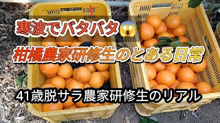 寒波でバタバタ😱　柑橘農家研修生の、とある日常　41歳脱サラ農家研修生のリアル