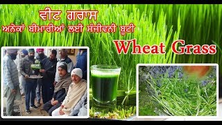 WHEAT GRASS || ਅਨੇਕਾਂ ਬਿਮਾਰੀਆਂ ਲਈ ਸੰਜੀਵਨੀ ਬੂਟੀ || by Times Today