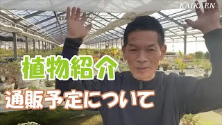 たくさんの植物　紹介　通販予定　情報　お伝えします　岐阜農場　植物家族　YouTubelive【おうちでガーデニング】開花園チャンネル