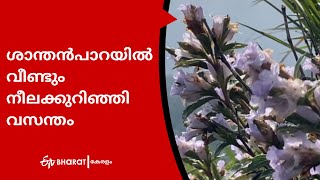 ശാന്തൻപാറയിൽ വീണ്ടും നീലക്കുറിഞ്ഞി വസന്തം |NeelaKurinji blossom in Idukki |ETV Bharat Kerala