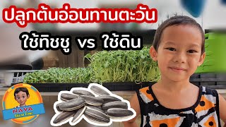 ปลูกต้นอ่อนทานตะวันแบบง่ายๆ เปรียบเทียบใช้ทิชชูและใช้ดิน | 4y7m | Nava Show Time | Ep.68