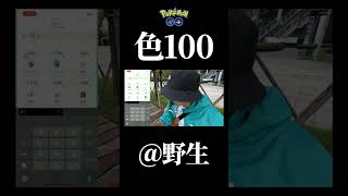 【神引】色違い100％の瞬間！#pokemongo #色100 #ヤミカラス #shorts