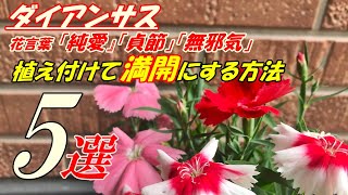 【花】ダイアンサスの育て方・植え付け