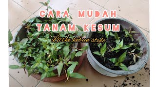 Tutorial tanam kesum agar mudah hidup - Little Kebun