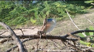 Garden lizard on forest. காட்டில் ஓணான் காட்சி. from Tamil nova nature...