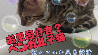 ベンガル子猫。初めてのお風呂を探検してみた。