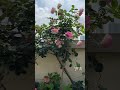 一颗开满花的树，可惜太拥挤长歪了 gardening balcony flowers