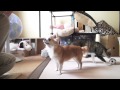 要求する犬とその流れで頂いた猫 - Cat is free to get food -