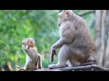 Mama Rose Get Milk During Walking With Her Cub Robin  on Stone on Nov12,2024/Vs.4626-Ambers