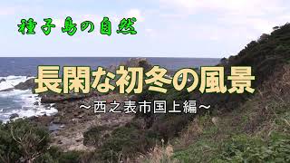 長閑な初冬の風景 西之表市国上編～種子島の自然