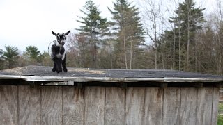 Show Off Goat Kid Dances on Roof