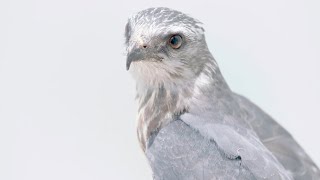 Bird Rehab at Abilene Zoo