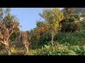 orange farming in syangja... suntala kheti