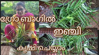 ഗ്രോ ബാഗിൽ ഇഞ്ചി കൃഷി ചെയ്യാം | How to Cultivate Ginger in Growbag