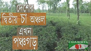 সমতলে উৎপাদন করে দেশের দ্বিতীয় চা অঞ্চল এখন পঞ্চগড়