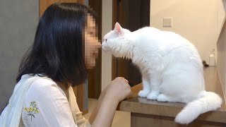 旅行に行く妹に鼻チューして出かけた後も見つめ続ける猫！