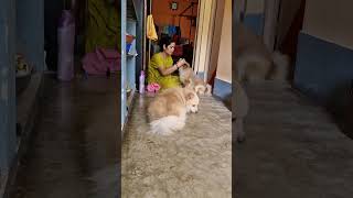 🥰 সাজুগুজু করবে দুই পটলা পুটলি।