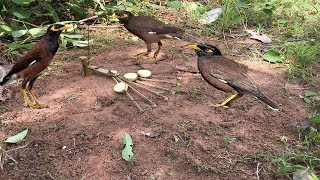 Awesome Quick Bird Trap In Cambodia,How To Trap A Bird Using Quick Spring Trap