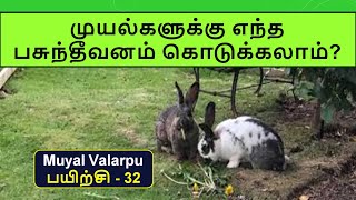 முயல்கள் | முயல்களுக்கு எந்த பசுந்தீவனம் கொடுக்கலாம்? | Myual Valarpu in Tamil @Rabbit Encyclopedia