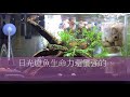 新手魚缸 養魚人生01