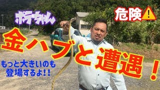 あまみんちゅTV ポテちゃんとハブとの遭遇！（file069）奄美大島