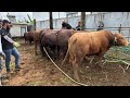 Al-muharibun cattle pro Eid ul adha 2024 (Highlights)