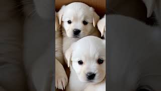 So many puppies 🌈🤩 #goldenretriever #puppy #labradorretriever #dog #cute #labrador #cuteanimal