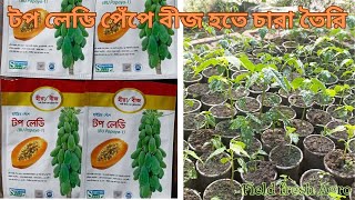 টপ লেডি পেঁপে বীজ হতে চারা তৈরি @FieldfreshAgro