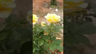 yellow colour Rose